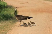 YALA National Park Safari with Transfer Mirissa to ArugamBay