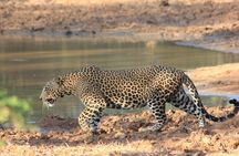 From Ella Shuttle to Tangalle/Mirissa/Galle with Yala Safari Tour