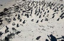Full-Day Cape of Good Hope and Table Mountain with Penguins Tour