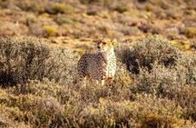 Aquila Game Reserve Big 5 Safari with Wine Tasting and Lunch