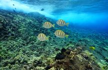 Maui Magic Adventure Snorkel: Molokini Crater and Turtle Stop