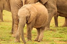 Private Group Addo Full Day Safari & Traditional Braai (BBQ)Lunch