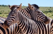 Private Group Addo Full Day Safari & Traditional Braai (BBQ)Lunch