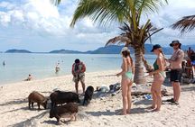 Koh Samui Island Hopping Adventure in Coral and Pig Island