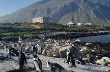 Half Day Penguins Boulders Beach and Cape Point Small Group Tour