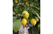 Zì Teresa Lemon Food Tasting Activity
