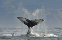 Húsavík Whale Watching Tour, family owned and operated 