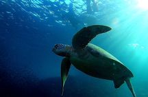  Moalboal Snorkeling, Kawasan Canyoneering with Zipline and Lunch