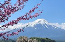 Mt. FUji and Cherry Blossom Day Trip with English Speaking Driver