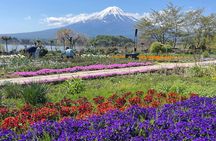 Mt. FUji and Cherry Blossom Day Trip with English Speaking Driver