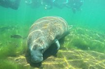 4 Hour VIP Manatee Snorkel with In Water Guide–Small Group