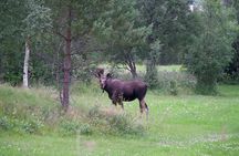 Moose Safari Bodo, Norway, Meet the Largest Land Animal in Europe