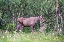 Moose Safari Bodo, Norway, Meet the Largest Land Animal in Europe
