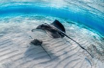 Grand Cayman: Stingray City, Starfish Point & Crystal Caves