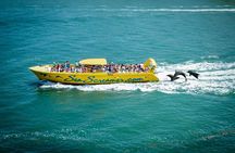 Sea Screamer Clearwater's Only Speed Boat Dolphin Watching