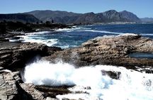 Cape Agulhas Full-Day Private Tour & Wine Tasting from Cape Town