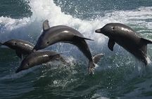 Sea Screamer Clearwater's Only Speed Boat Dolphin Watching