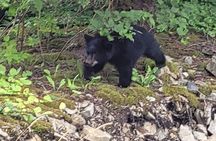 Alaska Wildlife Waterfall Tours