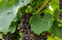 Private Canberra Winery Tour with lunch