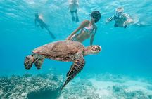Cancun Snorkeling Tour: Turtles, Reef, MUSA & Shipwreck