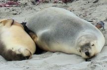 One Day Kangaroo Island Highlights Tour