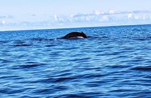 Private Scenic and Reef Snorkeling Kayak Adventure in West Maui