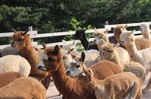 Nami+Alpaca+Garden of Morning Calm (+Rail Bike Option)
