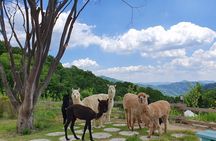 Nami+Alpaca+Garden of Morning Calm (+Rail Bike Option)