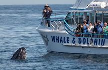 Port Stephens, departing Newcastle - Whales, hike & sand dunes!