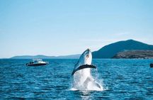 Port Stephens, departing Newcastle - Whales, hike & sand dunes!
