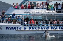 Port Stephens, departing Newcastle - Whales, hike & sand dunes!