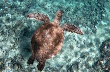 Private Boat Cruise of Waikiki! Snorkel, Sightseeing, Sea Life!