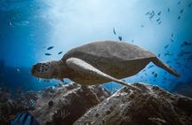 Private Boat Cruise of Waikiki! Snorkel, Sightseeing, Sea Life!