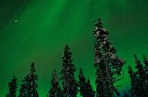 Northern lights Reindeer Sledge Ride