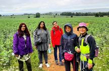 Cotswolds Walks Tour from Stratford-upon-Avon or Moreton-in-Marsh