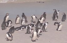Cape Point and Boulder's Penguins Full Day Tour
