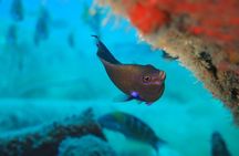Scuba Diving Experience at Arguineguin and Puerto Rico