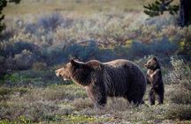 Grand Teton: Private Sunset Tour