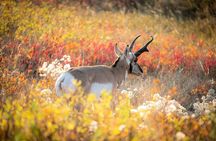 Grand Teton: Private Sunset Tour