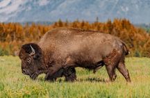 Grand Teton: Private Sunrise Tour