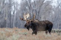 Grand Teton Private Winter Tour