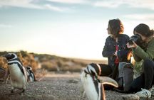Estancia San Lorenzo: Home of the Largest Penguin Colony