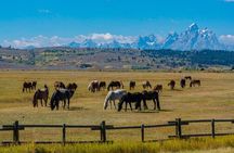 Grand Teton and its Wildlife: Private Guided Tour