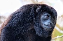 Guided boat tour on the Panama Canal and visit the wildlife