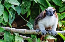 Guided boat tour on the Panama Canal and visit the wildlife