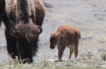 Full Day Yellowstone National Park Tour with Pick up included