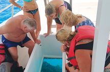 2 Hours Turtle Feeding, Shipwreck & Reef Snorkeling Tour Barbados