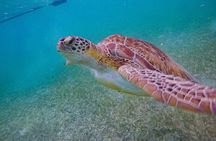 private snorkeling with Sea Turtles in Akumal
