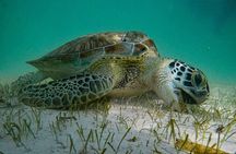 private snorkeling with Sea Turtles in Akumal