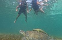 private snorkeling with Sea Turtles in Akumal